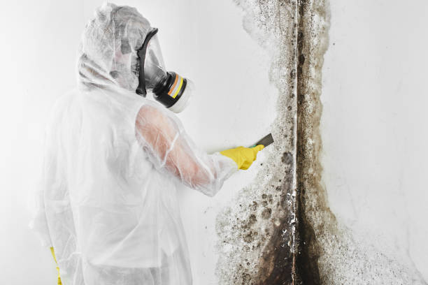 Best Mold Removal for HVAC Installations  in , HI