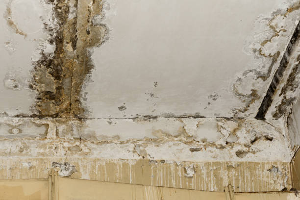 Best Commercial Mold Inspection  in , HI